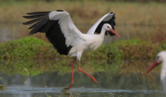 Ciconia ciconia - Cicogna Bianca - White Stork