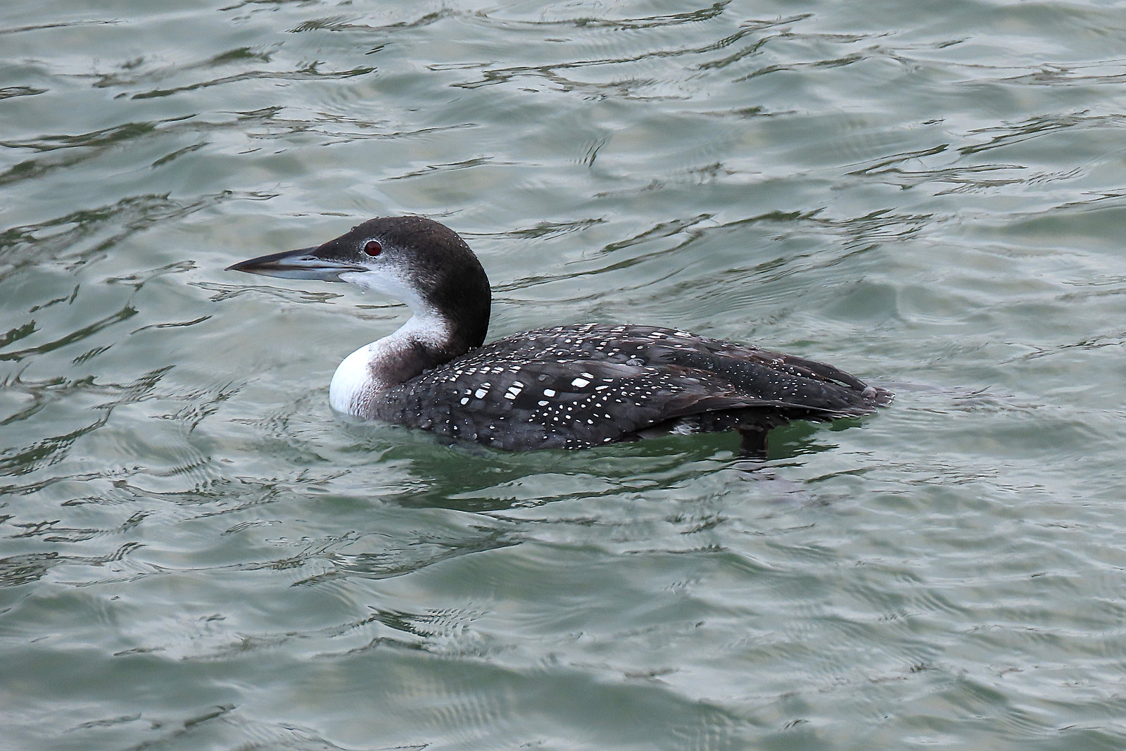 Great Northern Diver - immer