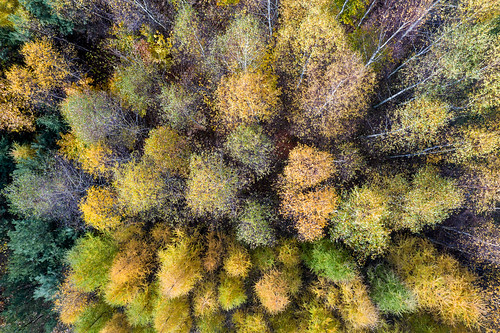 landscape outdoor drone autumn colors tree leaves 1k 5k 20f 10k orientationl dolinkipodkrakowskie
