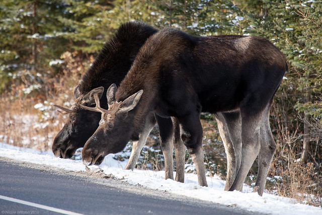 Bull Moose Twofer