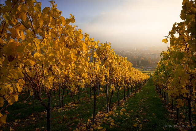 autumn in the vineyard