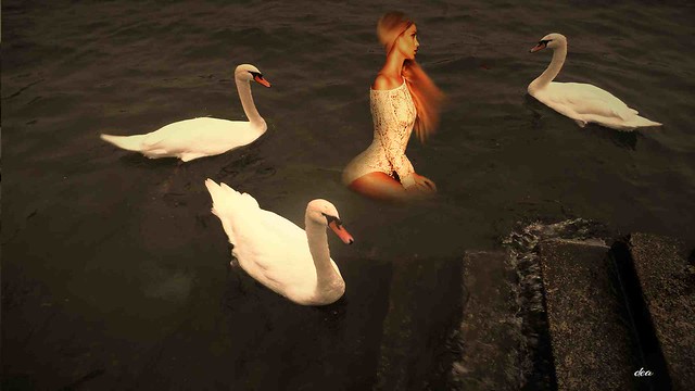 I love swans