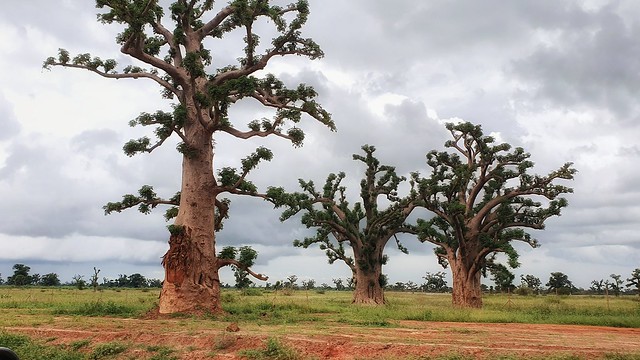 Afrikanischer Affenbrotbaum / Baobab Baum