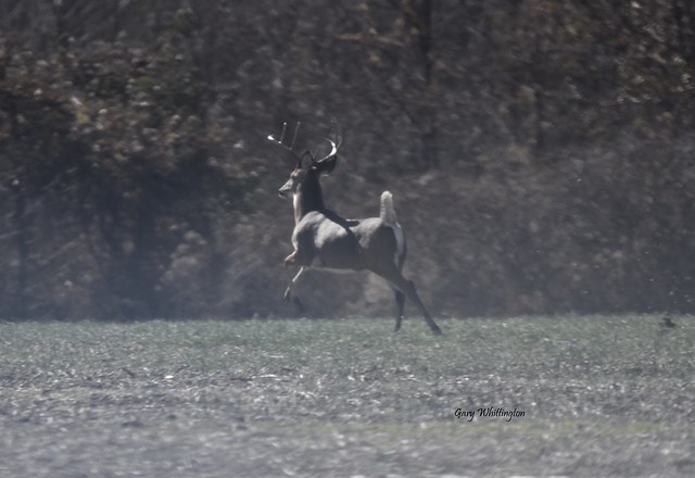 Buck Deer Whitetail_3255 (2)