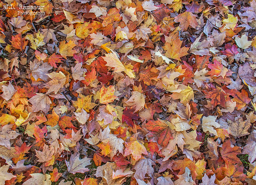 blanketofautumn blanketoffall jlrphotography nikond7200 nikon d7200 photography photo cookevilletn middletennessee putnamcounty tennessee 2019 engineerswithcameras cumberlandplateau photographyforgod thesouth southernphotography screamofthephotographer ibeauty jlramsaurphotography photograph pic cookevegas cookeville tennesseephotographer cookevilletennessee nature outdoors god’sartwork nature’spaintbrush god’screation ruralsouth rural ruralamerica ruraltennessee ruralview fall autumn fallinthesouth tennesseefall fallcolors colorful red orange yellow brown fallseason autumncolors autumninthesouth fallleaves tennesseeautumn leaves autumnleaves leaf fallintennessee autumnintennessee