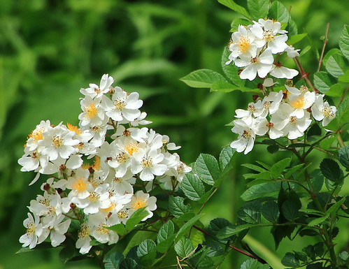 White Wild Roses (wildflower) -Lost Valley, Northwest Arka… | Flickr