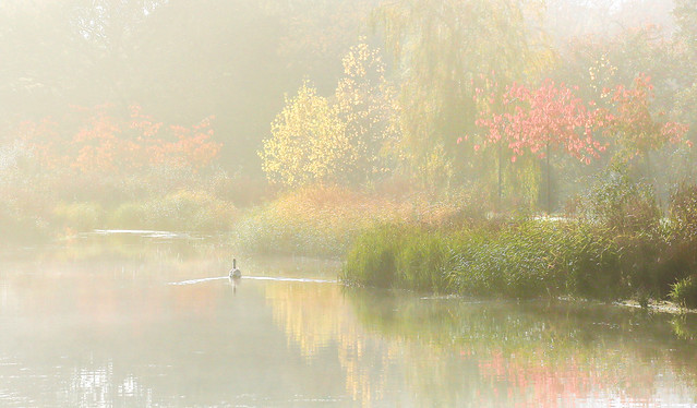 A Misty Autumn Morning