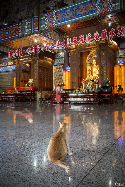 Cat in the temple