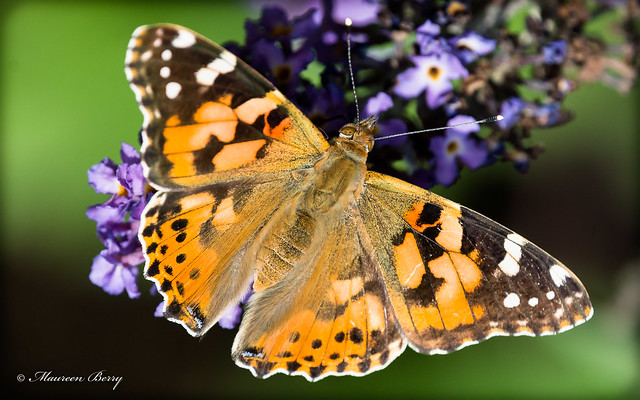 Painted Lady Butterfly  28-Jul-19 M_003