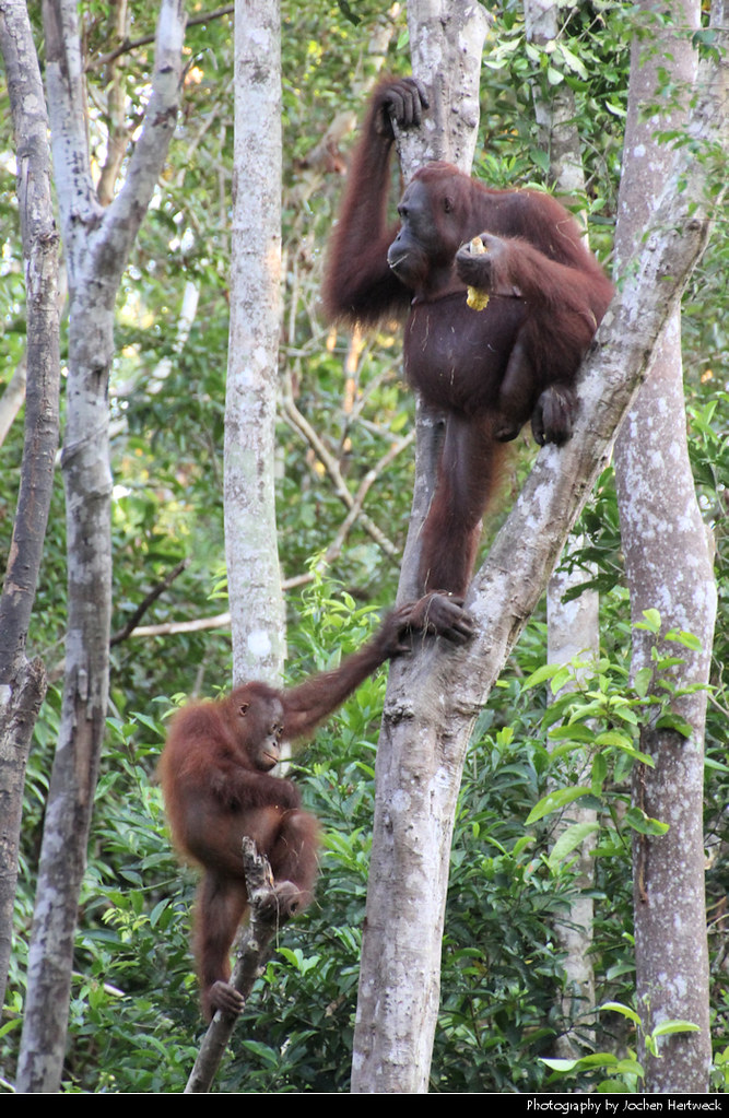 Orang Utan mother and child, Tanjung Puting NP, Borneo, Indonesia