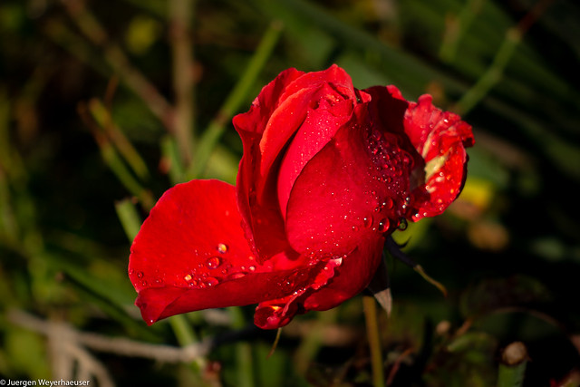 Freitagsblümchen - Rose in der Morgensonne