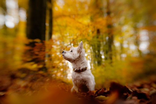 Autumn mood with the Lensbaby Sweet 50