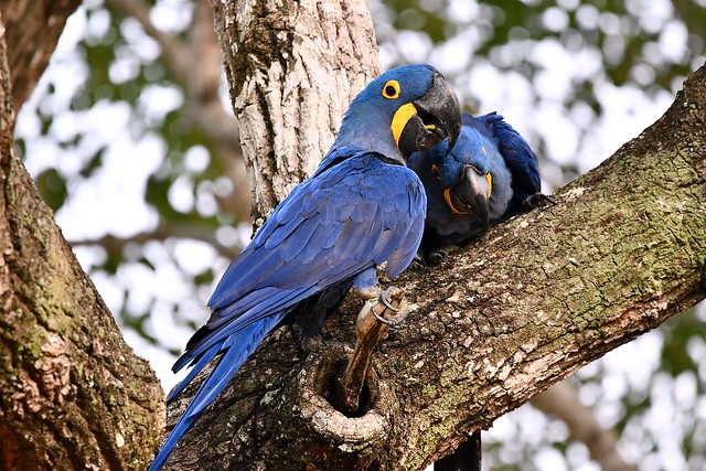 Hyacinth Macaws - high in the trees - The Pantanal region of Brazil