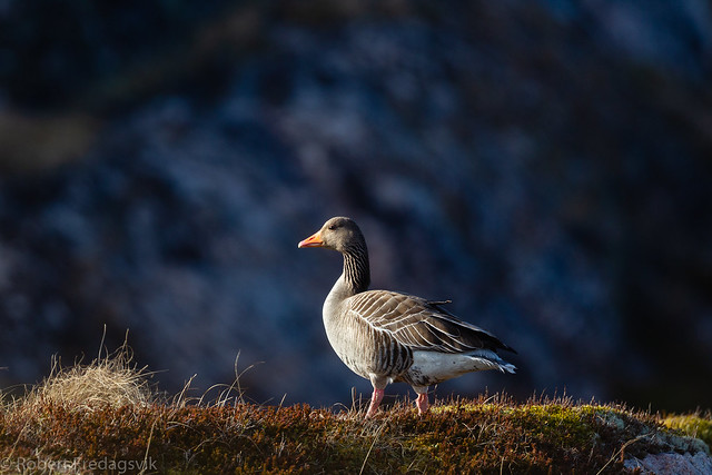 Grågås - Greylag goose