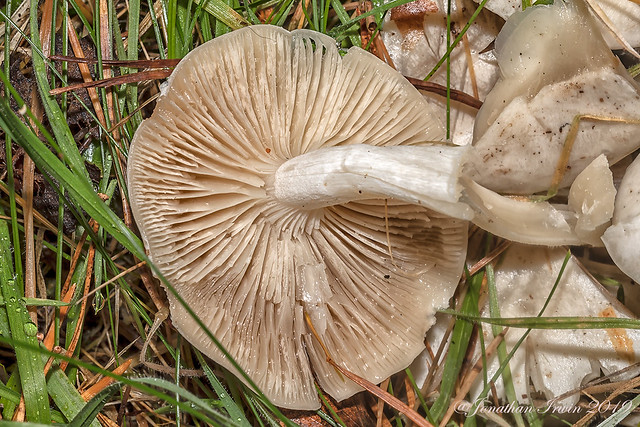 Broad Gilled Agaric_E5A8486