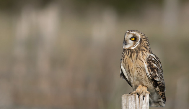 Short-eared owl - hibou des marais - (Asio flammeus) 11583