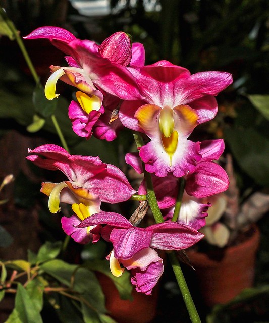 Gastrorchis humblotii; Orchidaceae (1)