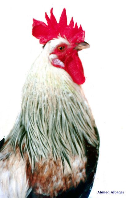 Bahraini rooster , cock ... ديـــــــك بحـــــــريني