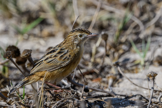 Zitting Cisticola also known as a Fan-tailed Warbler (Cisticola juncidis)