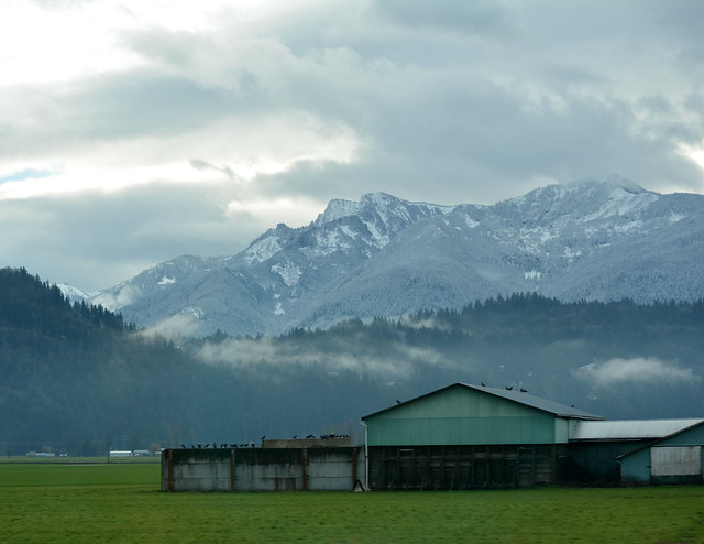EVEN THOUGH THE CASCADE MOUNTAIN PEAKS HAVE NEW WINTER SNOW, THE FRASER VALLEY USUALLY REMAINS GREEN, NEAR CHILLIWACK, BC.