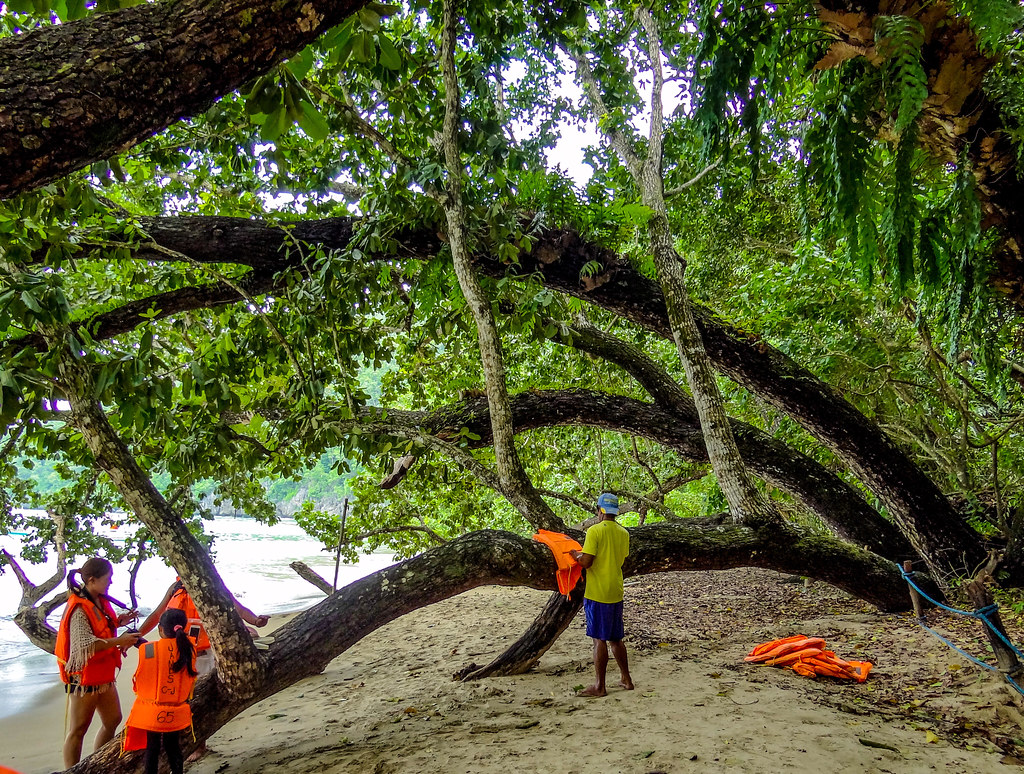 The fascinating trees common in the beachfront of tropical places.