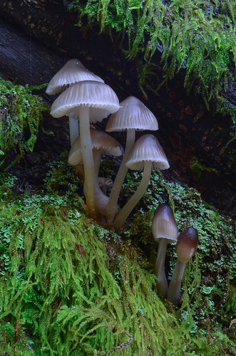 Mycena Inclinata 4 | by Mike Blacknell : Macro Photography