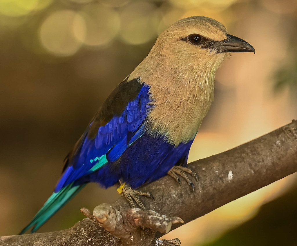 Blue-Bellied Roller - Wings of the World Aviary