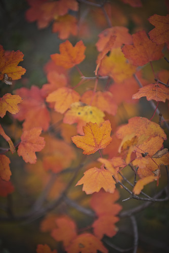 autumn otoño landscape valencia alicante spain forest fontroja
