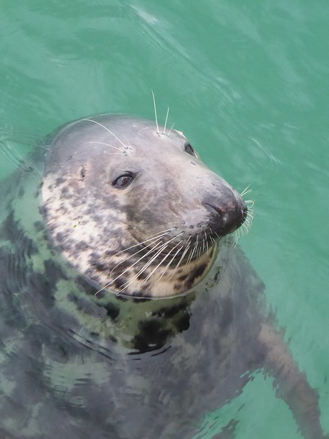 'Wings' the seal, St Ives harbour
