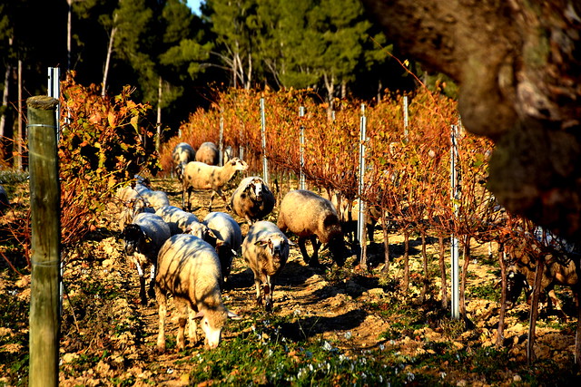 Paisatge, Vinyes de Tardor i ovelles aprofitant l'herba, la Berna Torrelles de Foix.