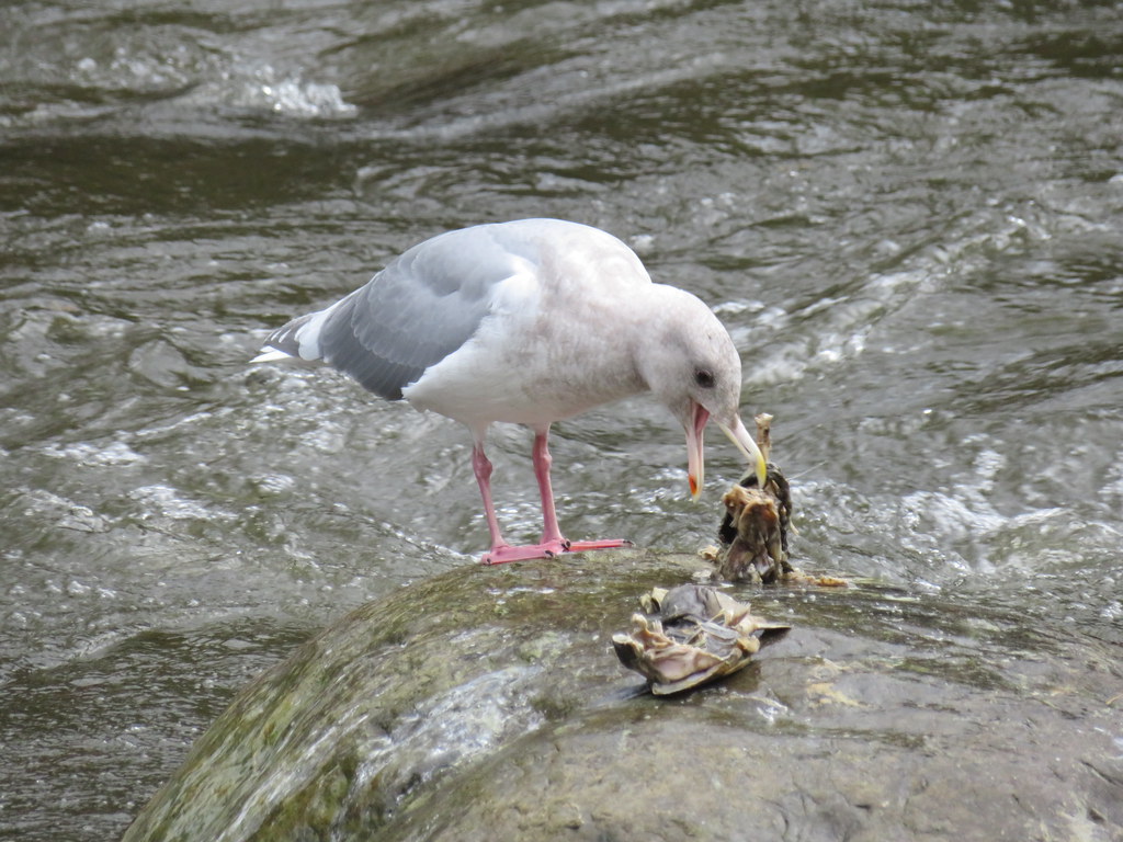 Gull and his catch.