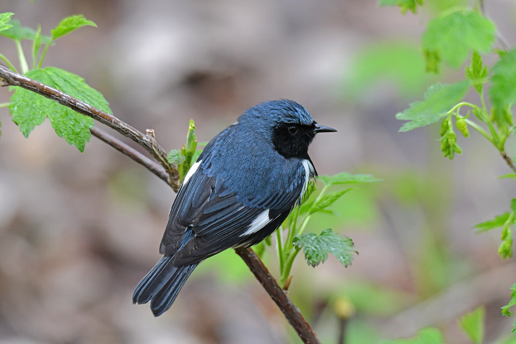 Black Birds with Blue Heads - Black-throated Blue Warbler