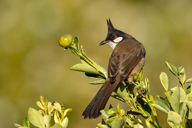 Red-whiskered Bulbul (X9A_0584-1)
