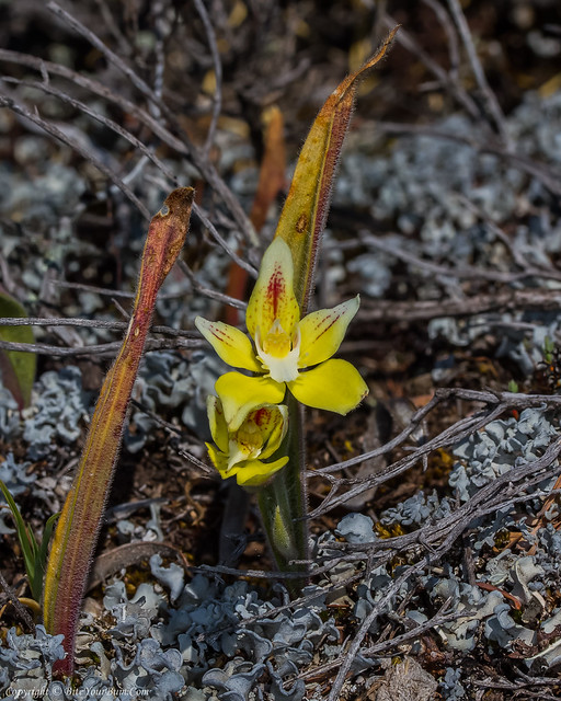 Brookton Highway Cowslip Orchid (Caladenia flava subsp. 'late red')