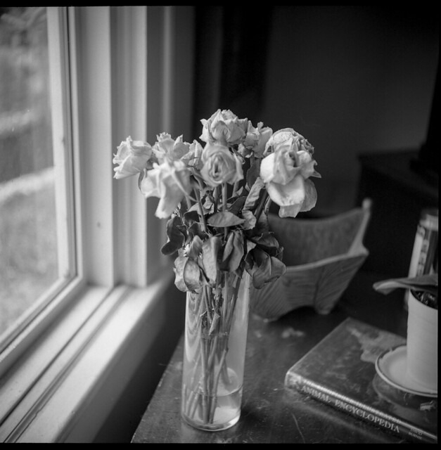 roses, wilting, vase, picture window, interior, Asheville, NC, Ricohflex Dia M, Kodak Tri-X 400, HC-110 developer, 11.16.19
