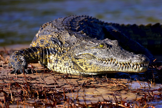 DSC_8599 Crocodile 18 Okavango Delta 2019_crrsh