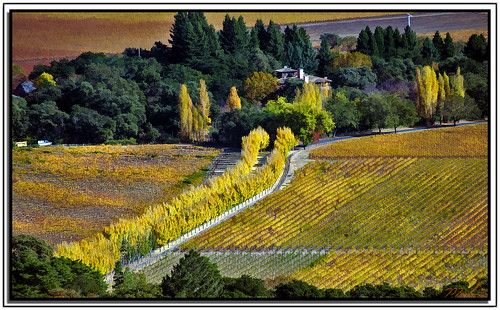 napacounty vineyards color topazstudio2 aurorahdr landscape scenic
