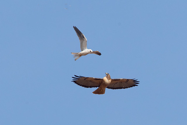 White-tailed Kite vs Red-tailed Hawk (X9B_6733-1)