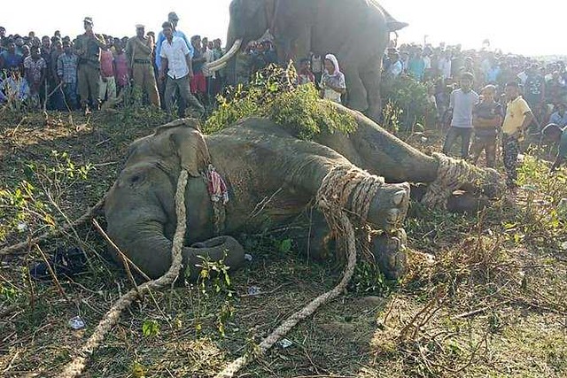 5451 Bin Laden elephant caught in India for killing 5