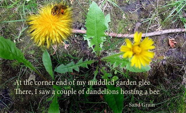 Dandelion quote