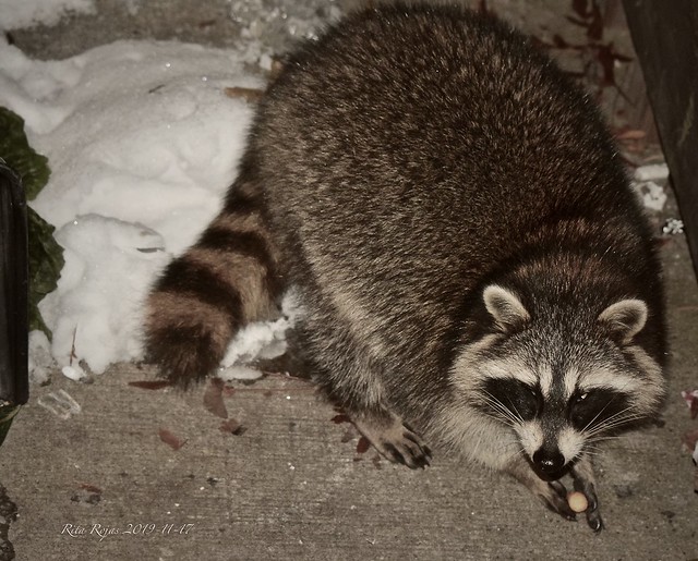 2019-11-17    -   Night visitor, made a mess, you are a good and fat looking Raccoon   -