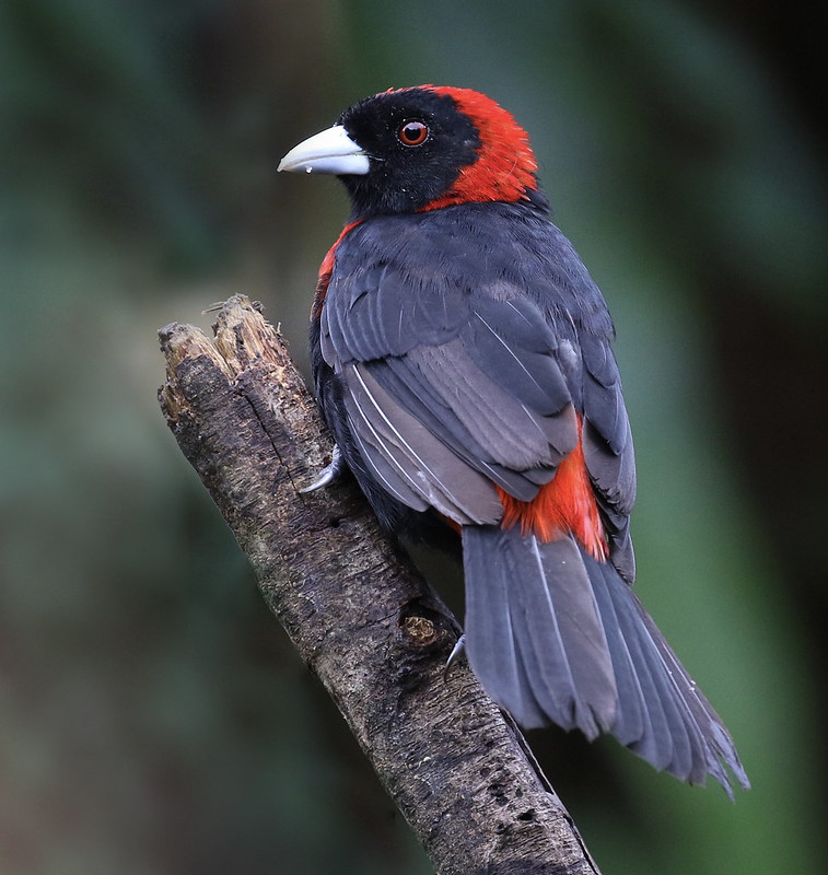 Crimson-collared Tanager_Ramphocelus sanguinolentus_Ascanio_Costa Rica_199A0706