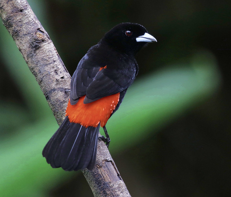 Scarlet-rumped Tanager_Ramphocelus passerinii_Ascanio_Costa Rica_ 199A0896