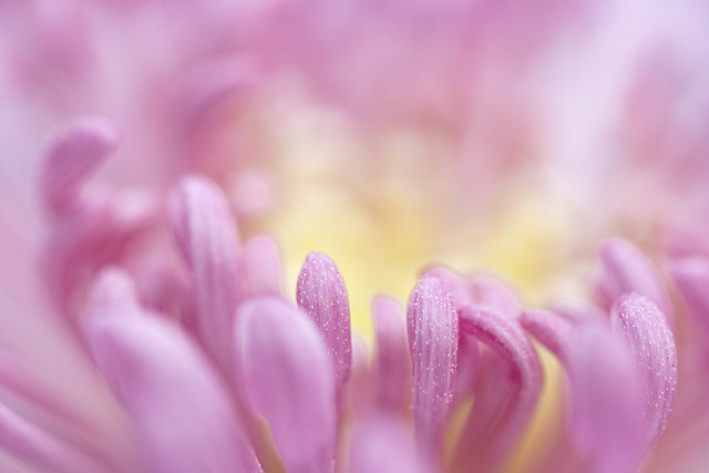 Quill Chrysanthemum 'Seaton's Ashleigh'