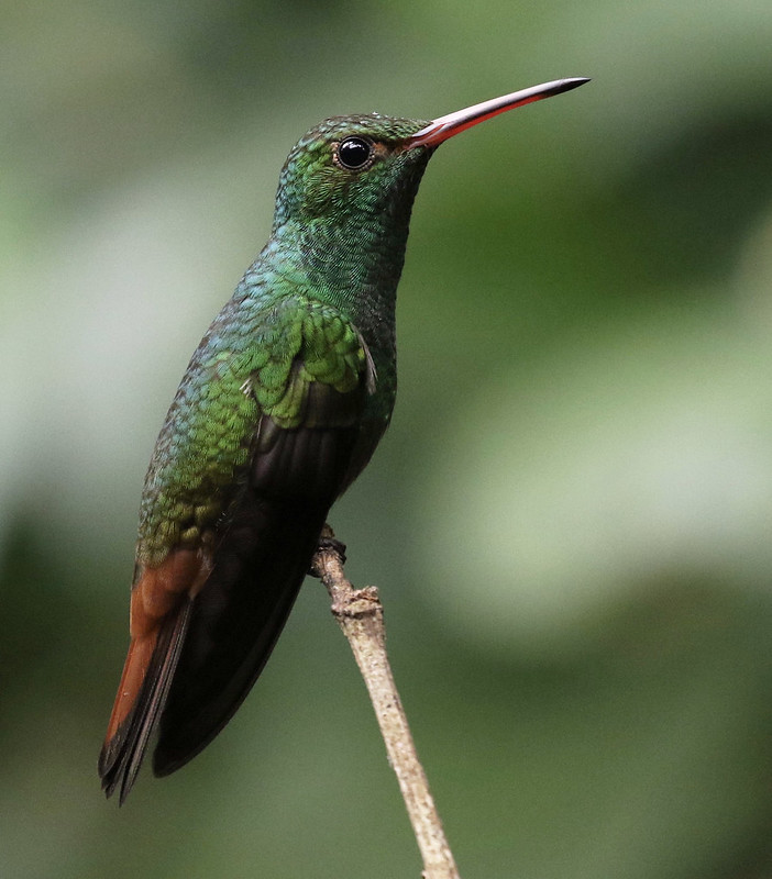 Rufous-tailed Hummingbird_Amazilia tzacatl_Ascanio_Costa Rica_ 199A1018