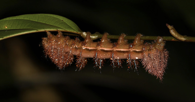Unknwon caterpillar_Ascanio_Costa Rica_199A0998