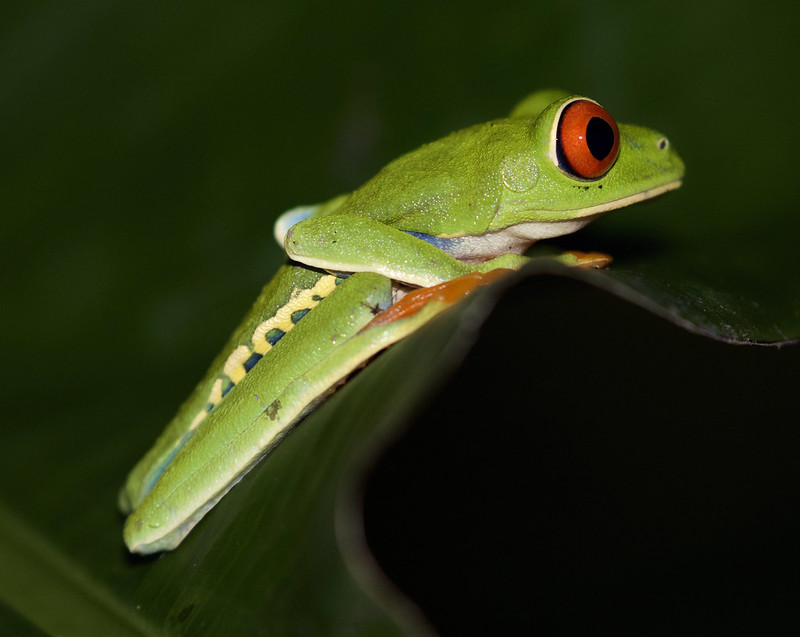 Red-eyed Tree-Frog_Ascanio_Costa Rica_ 199A9464