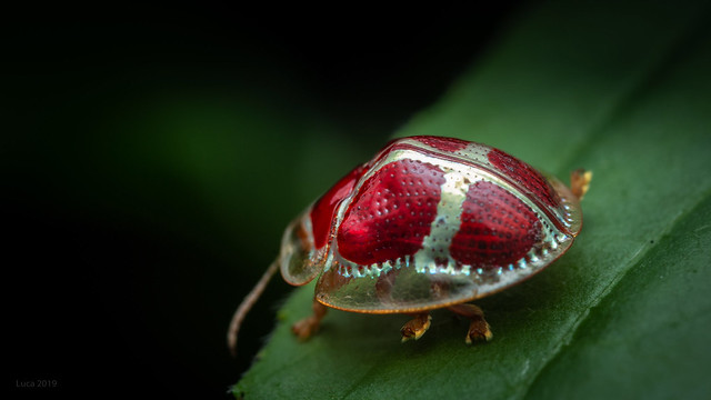 Turtle beetle red