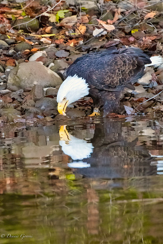 virginia autumn background bird eagle fall jamesriver raptor sunrise trees wildlife henrico unitedstatesofamerica