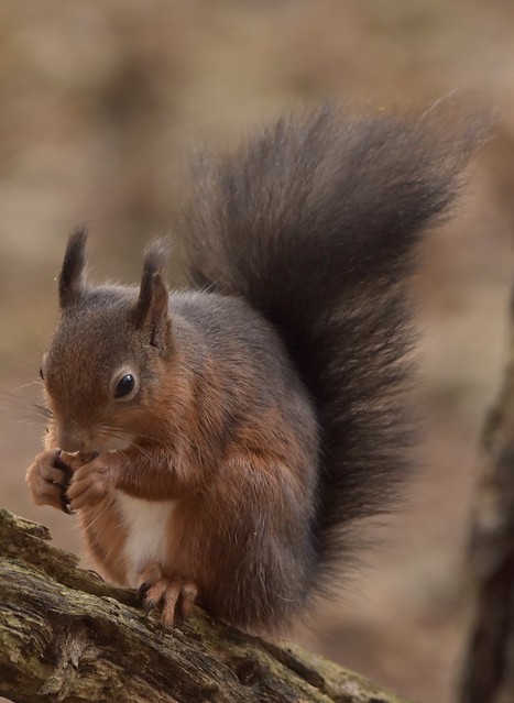 Red Squirrel (Sciurus vulgaris) feeing . Taken Argaty  near Doune